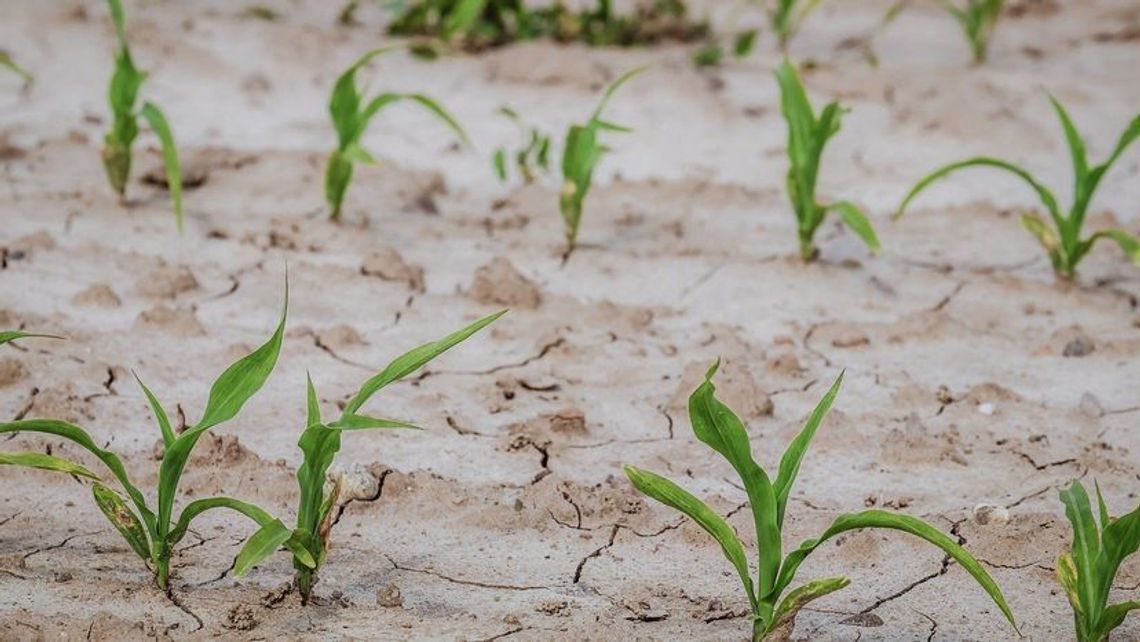 Jesteśmy skazani na susze, bo nie umiemy dbać o wodę