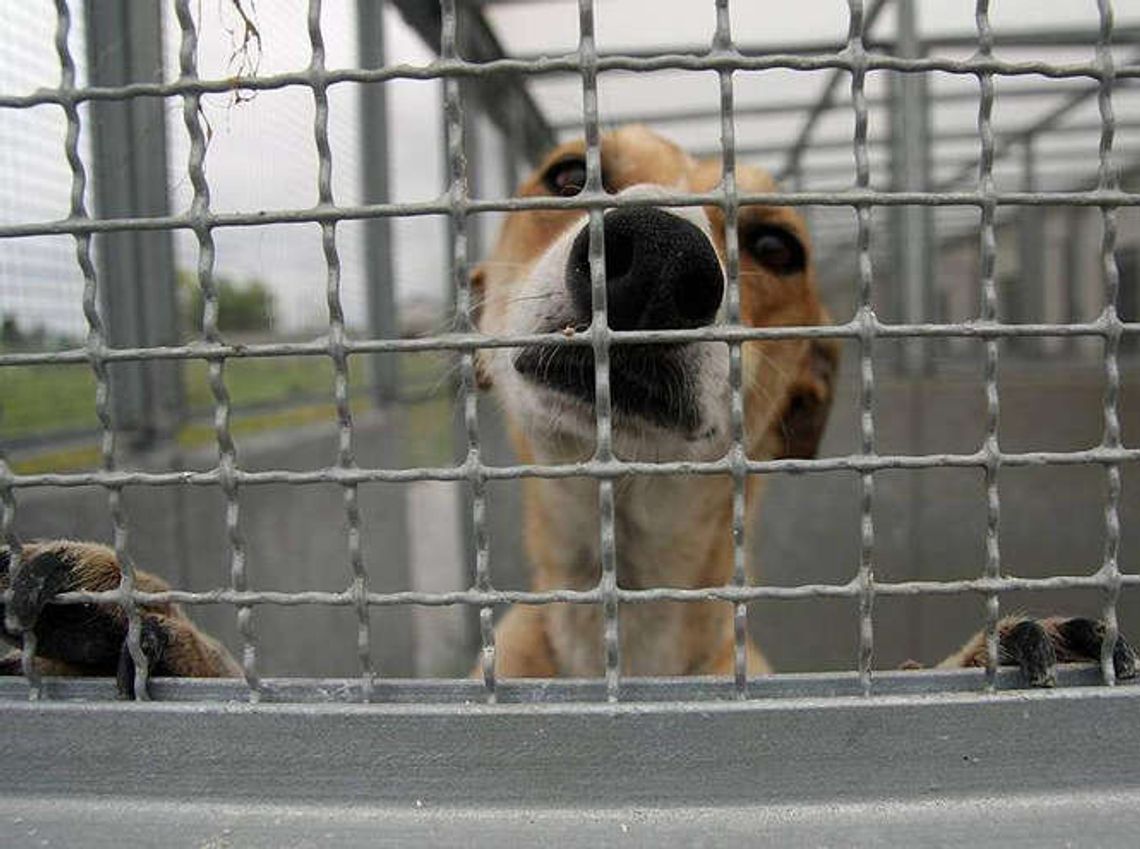 Jeszcze w tym roku schronisko dla bezdomnych zwierząt w Lublinie czeka remont
