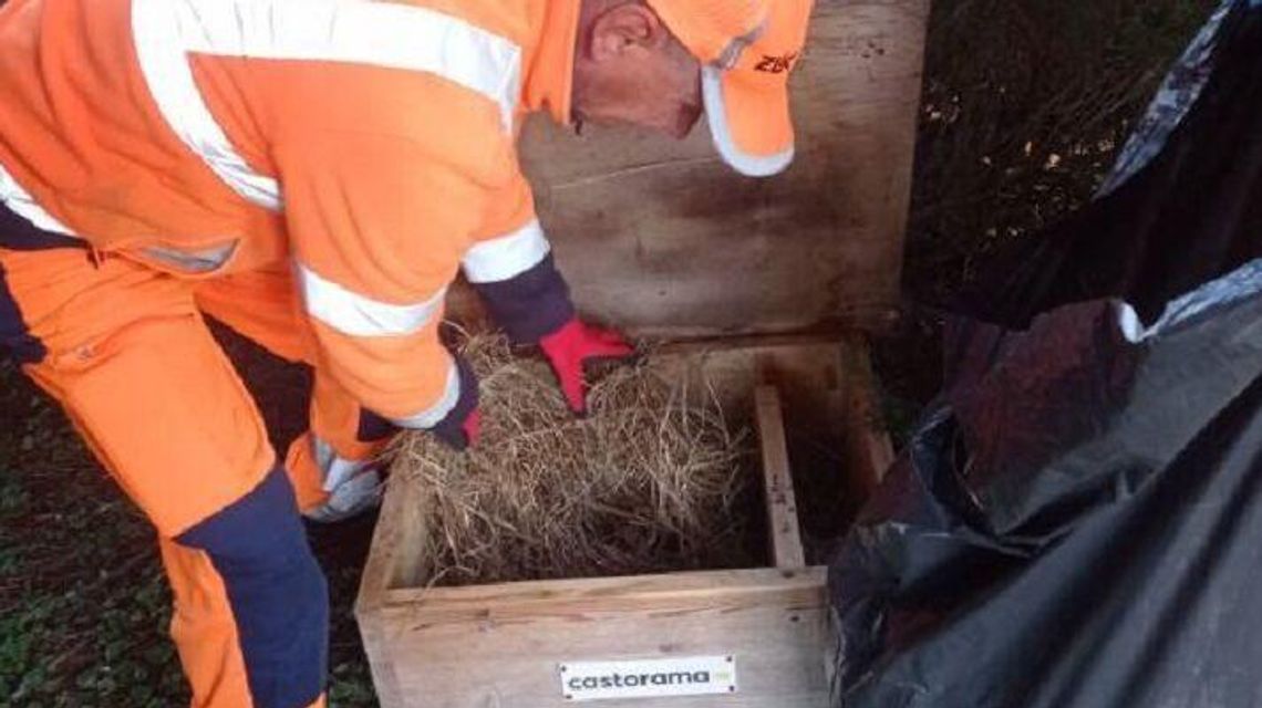 Jeże mają gdzie zamieszkać. Może będą z tego młode