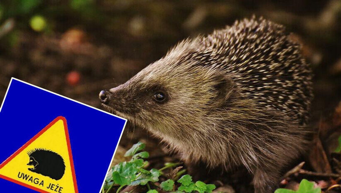 Jeże w Lublinie jeszcze nie powinny przechodzić przez jezdnię Jeże w Lublinie jeszcze nie powinny przechodzić przez jezdnię