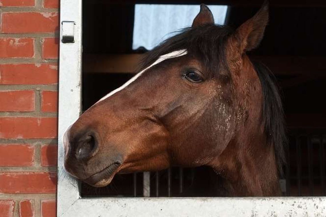 Józefów: Konie stratowały mężczyznę, sąsiadka znalazła go w stajni Józefów: Konie stratowały mężczyznę, sąsiadka znalazła go w stajni