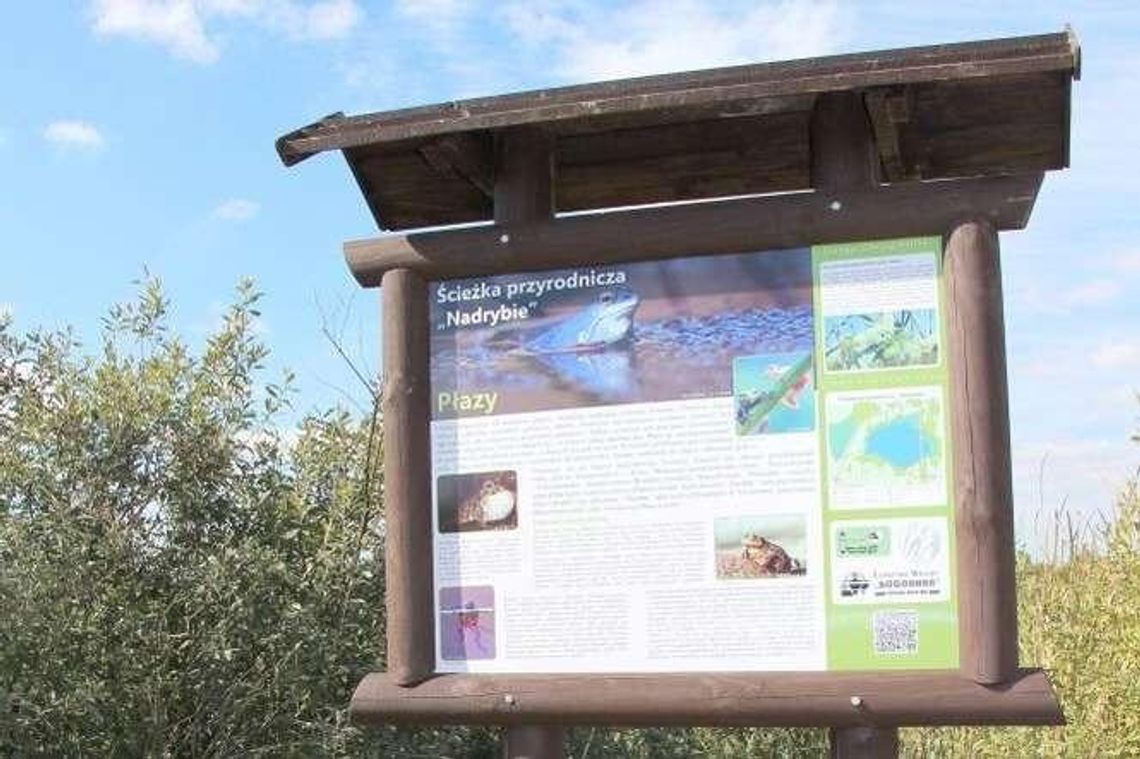 Już można podglądać wodnika. Nowa ścieżka edukacyjna wokół Zalewu Nadrybskiego