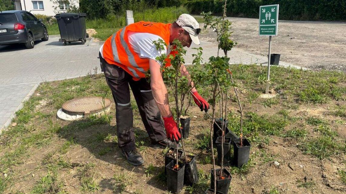 Już nie będzie łyso. Powstaje ogród terapeutyczny