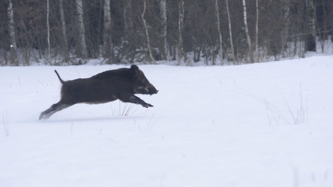 Już prawie nie ma dzików w Poleskim Parku Narodowym. "Dzik nie jest złem, ale ofiarą"
