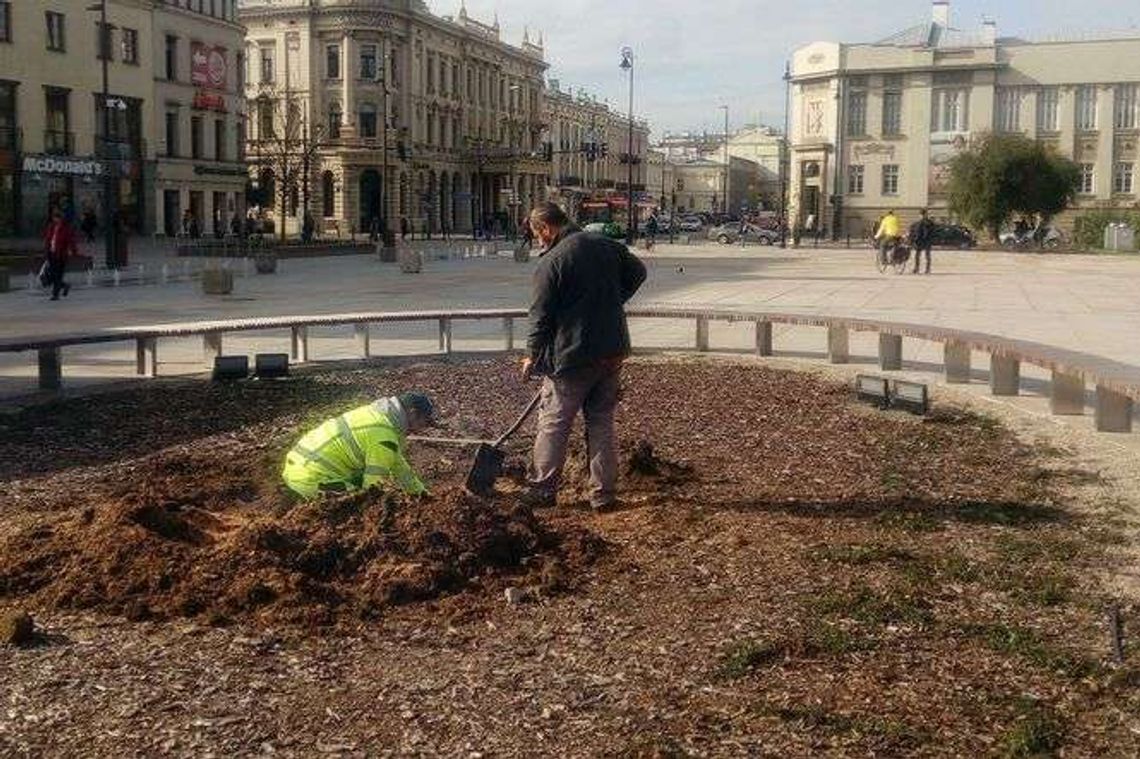 Już szykują grunt pod nowy Baobab Już szykują grunt pod nowy Baobab