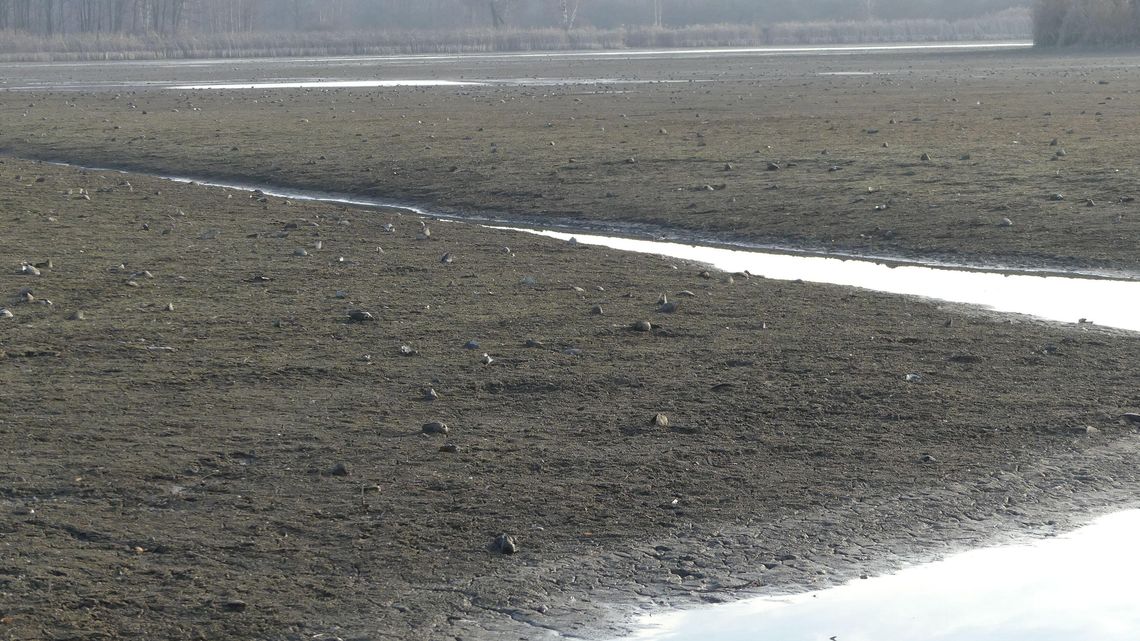 Już u nas są. Chińskie szczeżuje znaleziono w dwóch miejscach w regionie