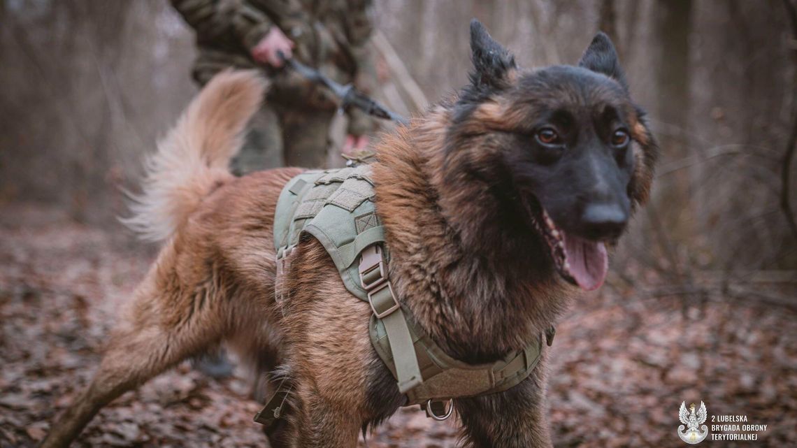 K9: Szybkie trójki w akcji, czyli przygotowanie do najważniejszego egzaminu