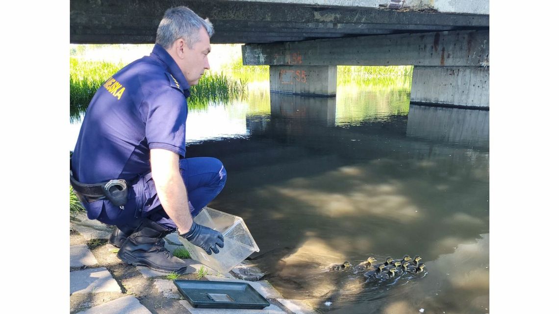 Kacza akcja Straży Miejskiej. Trzeba było zwabić