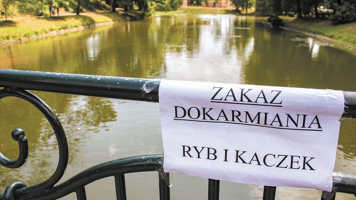 Kaczki, które padły w Zamościu nie miały ptasiej grypy. Co je zabiło?