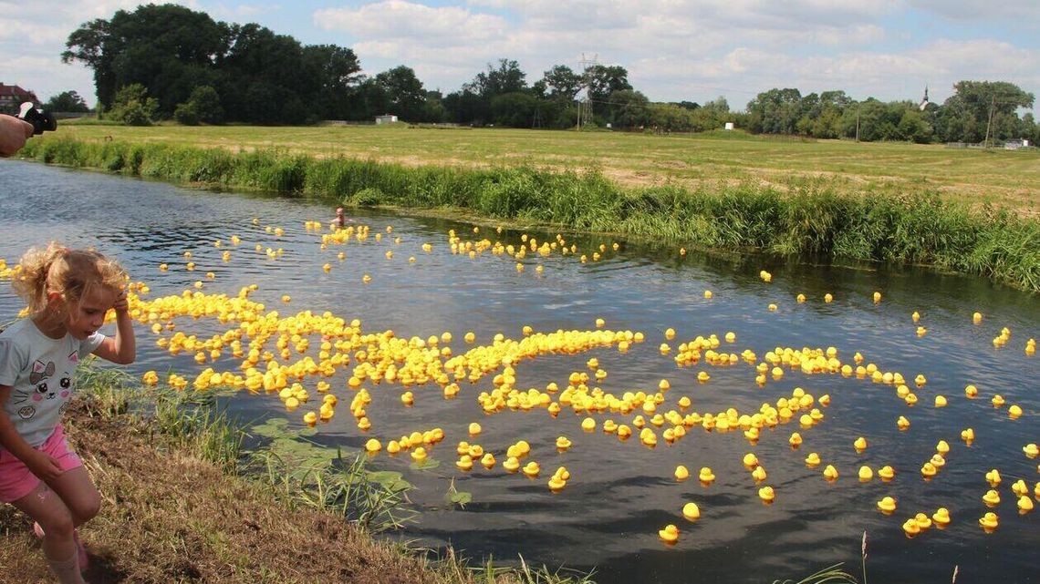 Kaczki szykują się do wyścigu. Można wygrać rower 