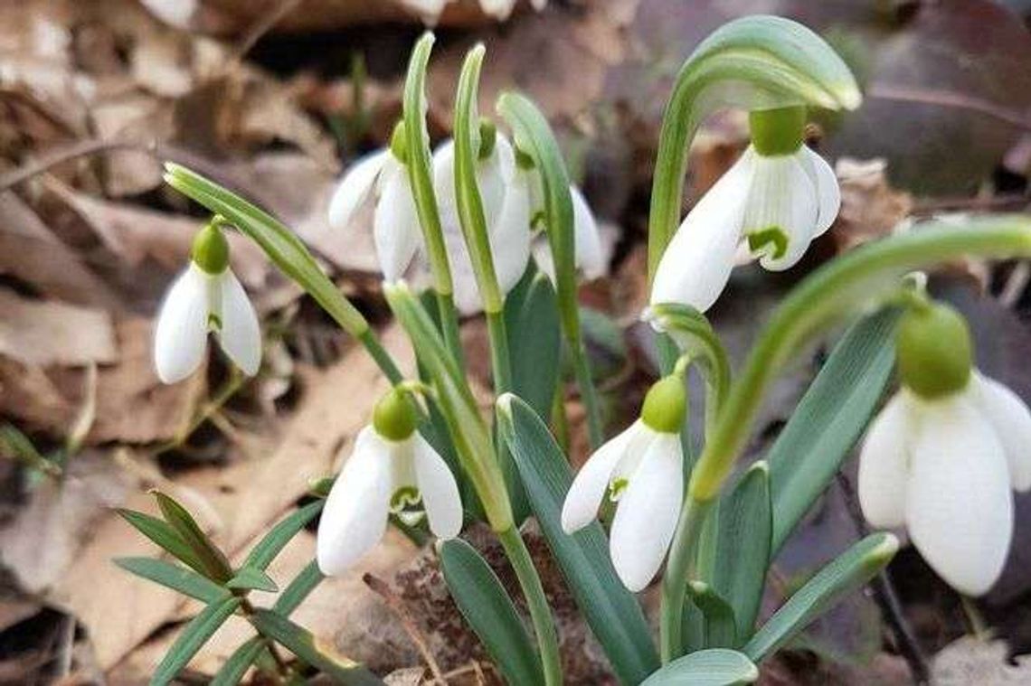 Kalendarzowa wiosna 2018. Kiedy zacznie się astronomiczna wiosna? Kalendarzowa wiosna 2018. Kiedy zacznie się astronomiczna wiosna?