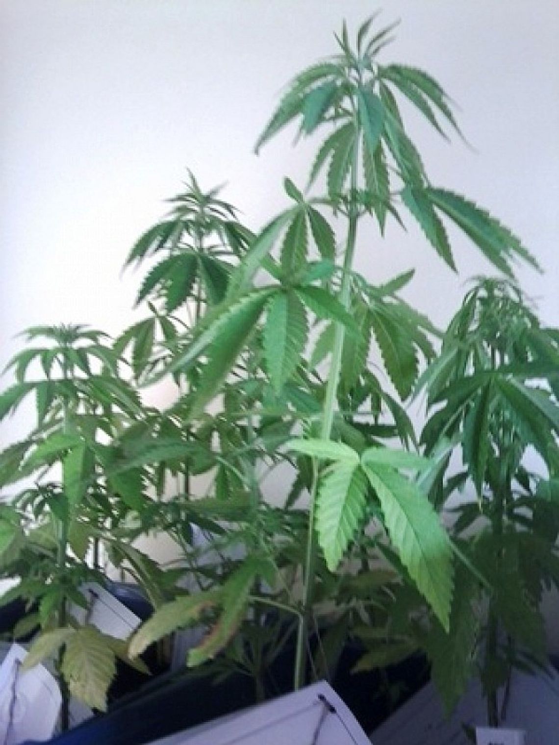 Kamionka: Przeszukali mieszkania handlarzy narkotyków