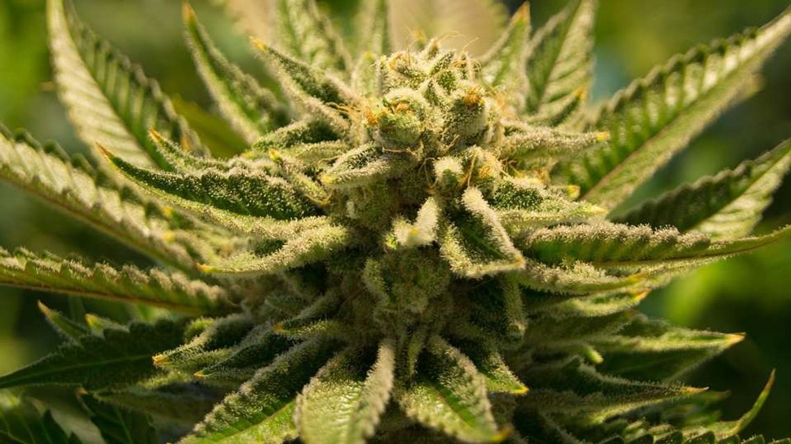 Kanada zalegalizowała marihuanę