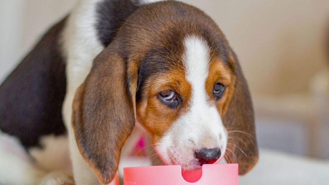 Karma dla psa sucha, mokra, a może robiona samodzielnie? Która jest najlepsza Karma dla psa sucha, mokra, a może robiona samodzielnie? Która jest najlepsza