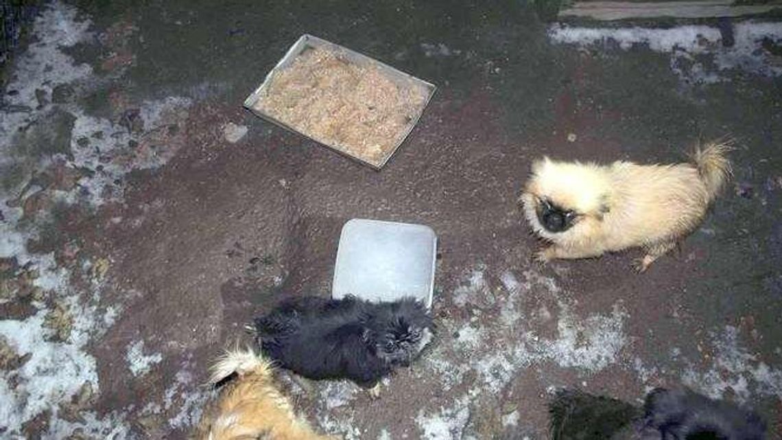 Karmione głownie śrutą i prosem. Wyrok w sprawie pseudohodowli pekińczyków koło Łęcznej