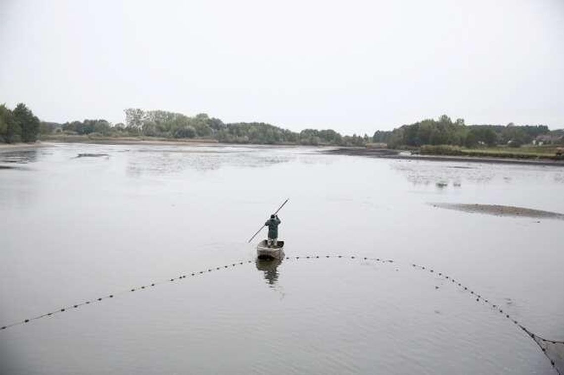 Karp po polsku. Jak wygląda odłów ryb (zdjęcia)