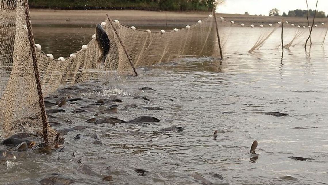 Karp szykuje się na święta. Gospodarstwa gotowe do odłowu
