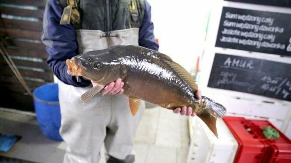Karp szykuje się na wigilijny stół. Ile zapłacimy w tym roku? 