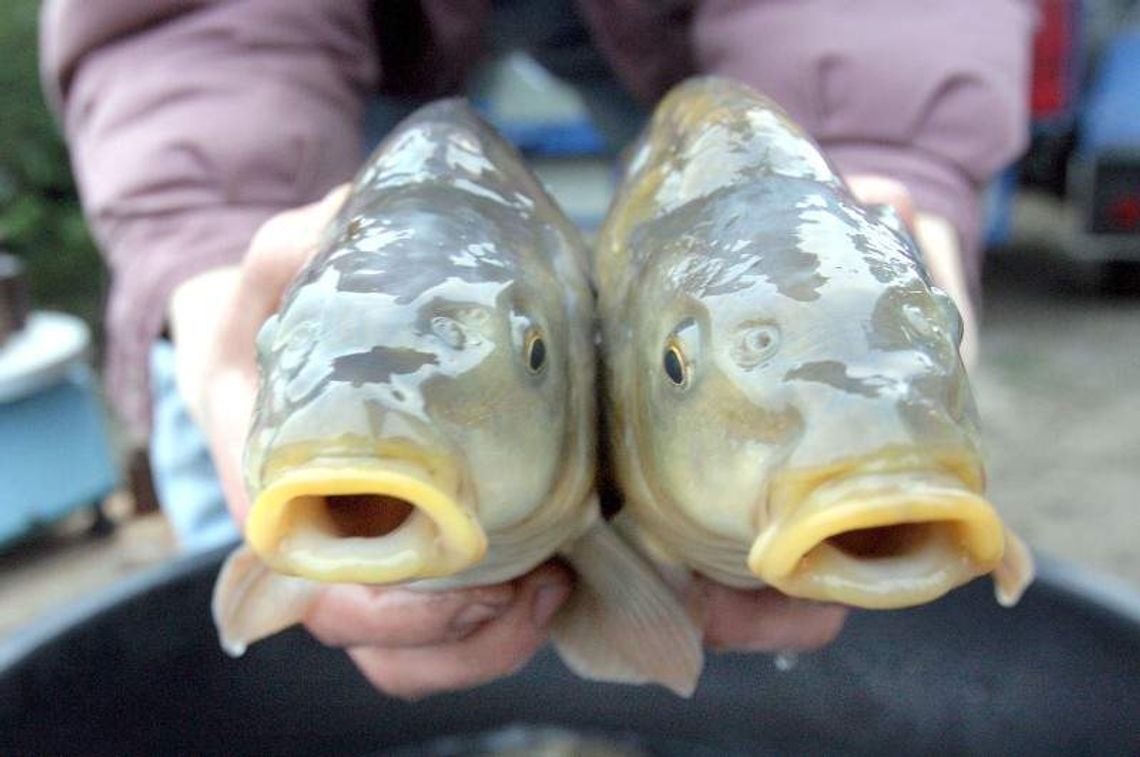 Karpie już jadą na wigilijne stoły