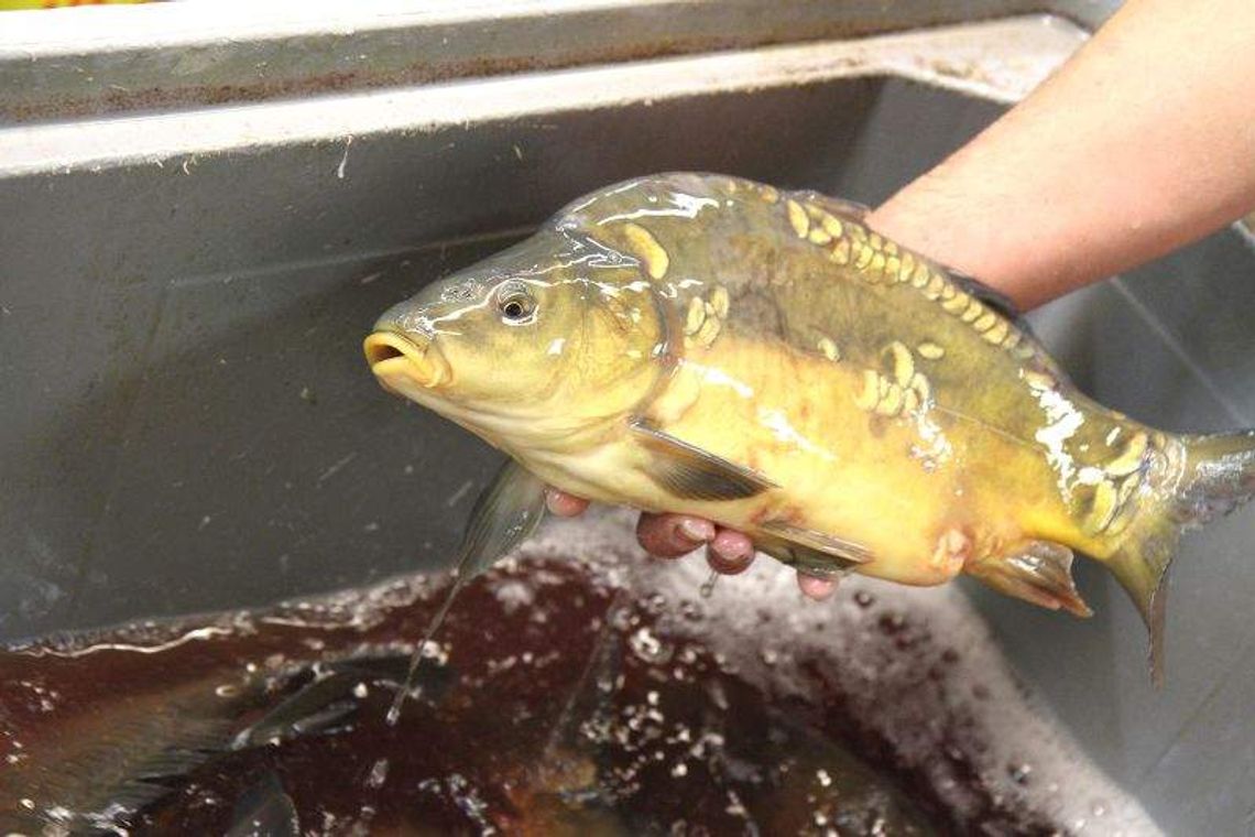 Karpie z lubelskiego Auchan pod lupą obrońców zwierząt