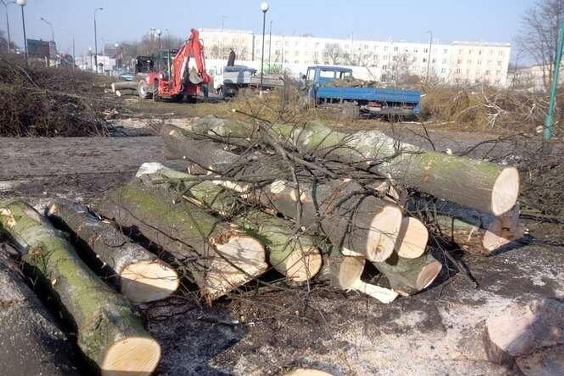Kary za nielegalną wycinkę drzew będą niższe. Ekolog: Będą bezkarnie niszczyć przyrodę Kary za nielegalną wycinkę drzew będą niższe. Ekolog: Będą bezkarnie niszczyć przyrodę
