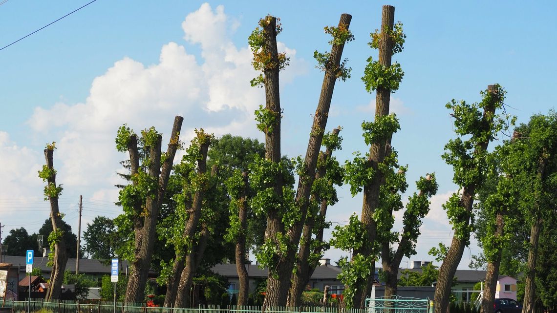 Kary za skandaliczne "przycięcie" 20 topoli. Urzędnicy z Radzynia Podlaskiego zawinili