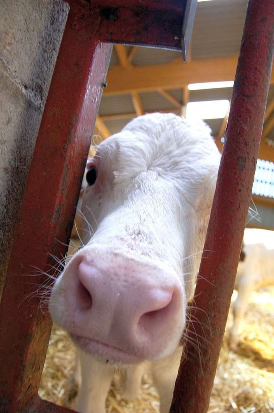 Katalog produktów dopuszczonych do sprzedaży bezpośredniej. Rolnik będzie mógł sprzedać więcej