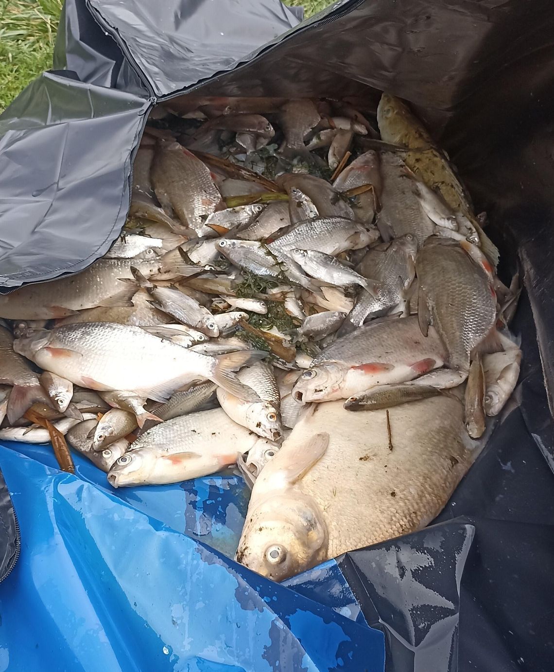 Katastrofa bez winnych? Śnięcie ryb w Stańkowie zamknięte decyzją prokuratury