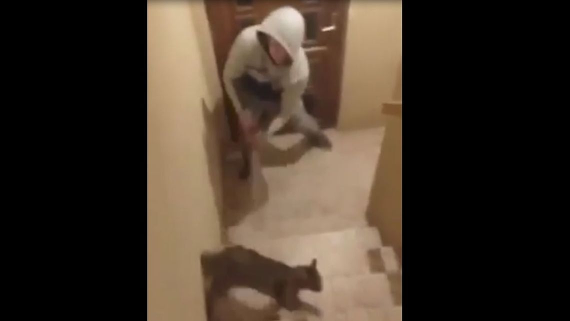 Katował kota metalową pałką, a jego dziewczyna to nagrywała. Zwierzę miało nie przeżyć