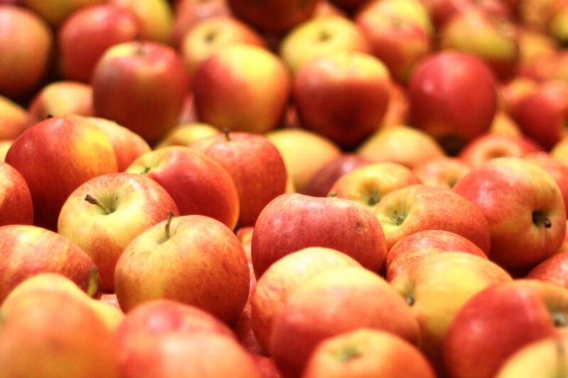 Kawęczyn: Sortownia owoców za miliony