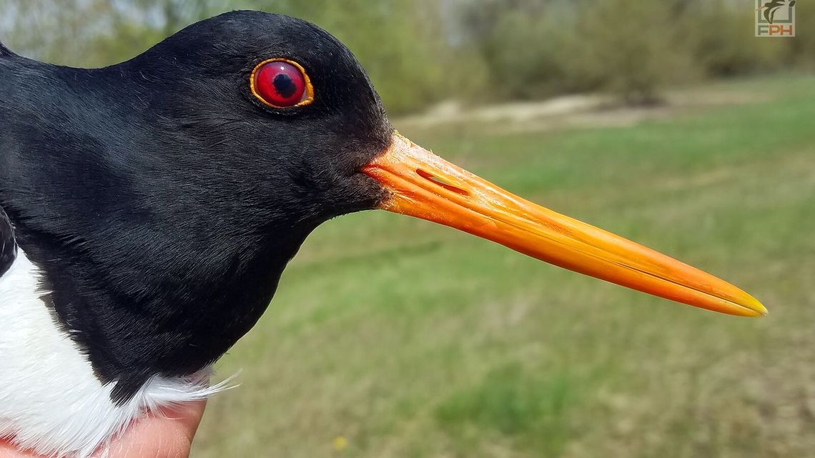 Kazia spod Kazimierza Dolnego już wraca do Polski. To znak, że idzie wiosna Kazia spod Kazimierza Dolnego już wraca do Polski. To znak, że idzie wiosna