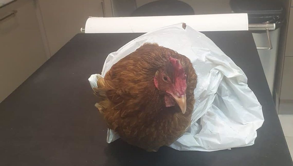 Kazię ktoś wsadził do reklamówki i wyrzucił na śmietnik w Lublinie Kazię ktoś wsadził do reklamówki i wyrzucił na śmietnik w Lublinie