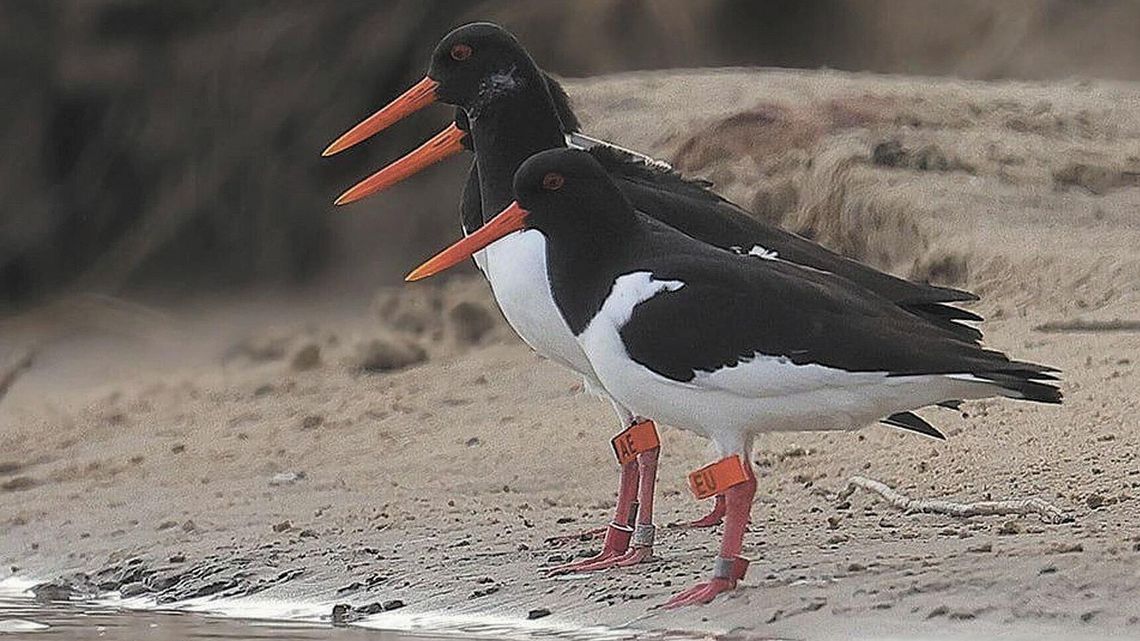 Kazik nie czekał na Kazię i korzystał z wolności. Został poligamistą