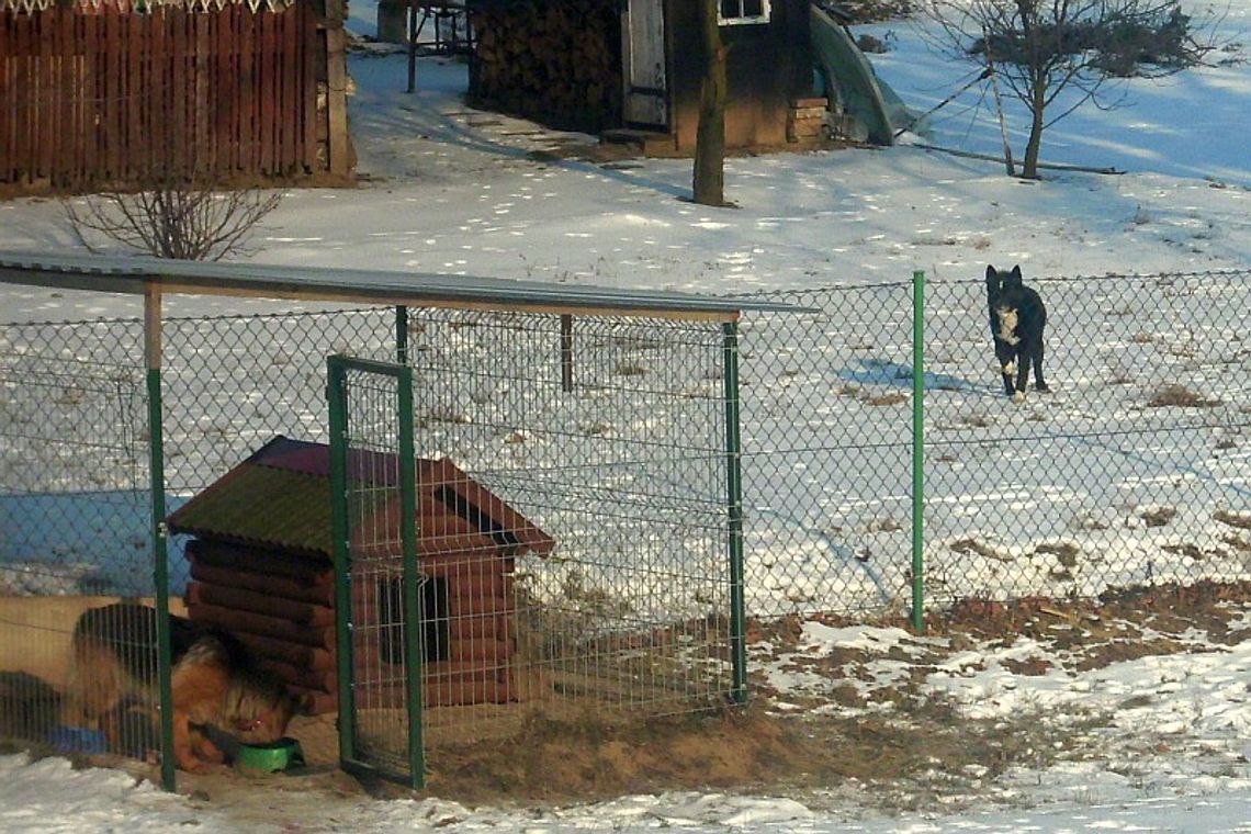 Kazimierz Dolny: Mieszkańcy boją się wałęsających się psów. Urzędnicy oszczędzają