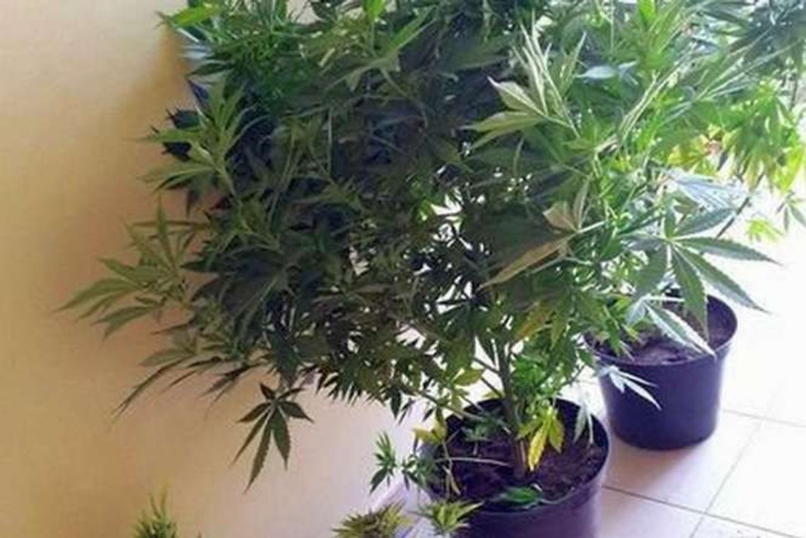 Kazimierz Dolny: Prawie 2-metrowe konopie przy wale wiślanym