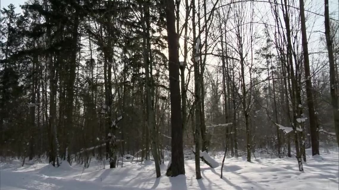 KE wezwała Polskę do wykonania wyroku TSUE ws. Puszczy Białowieskiej. "Niedostosowanie się do wyroku, świadczy o arogancji Lasów Państwowych"