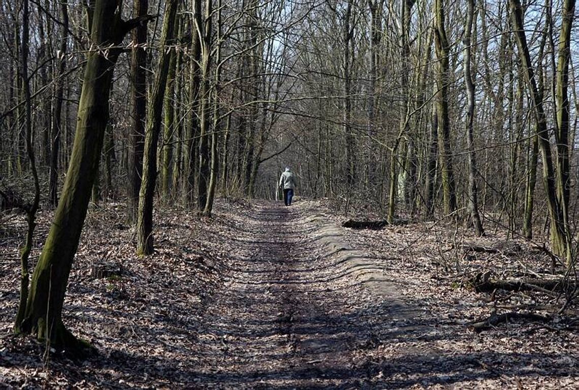 Kiedy huragan zniszczy las