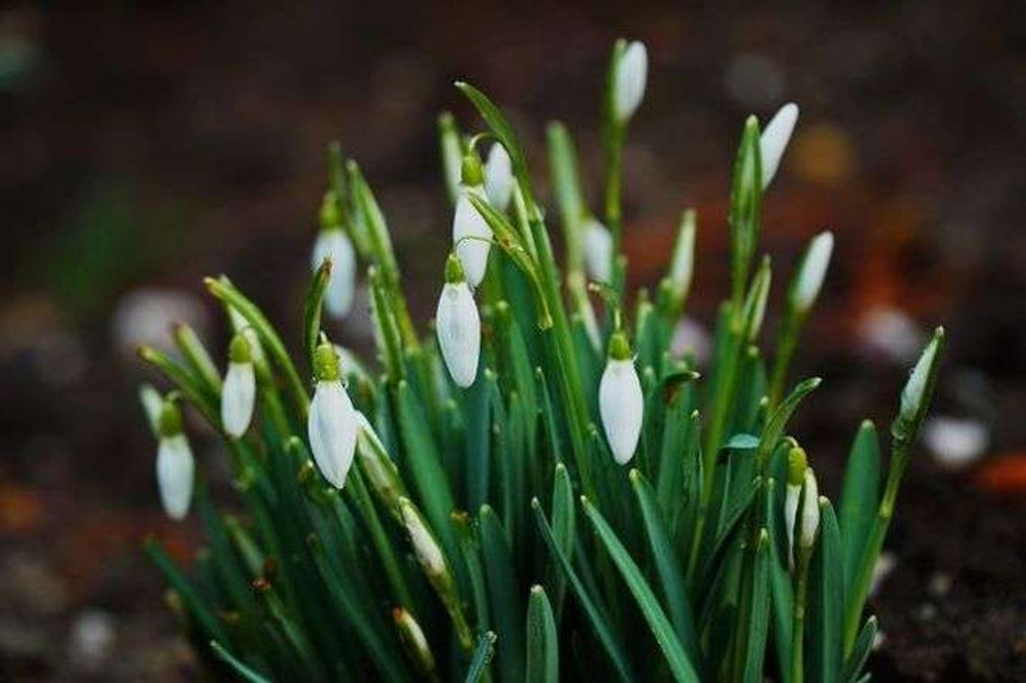 Kiedy koniec zimy? Długoterminowa prognoza pogody Kiedy koniec zimy? Długoterminowa prognoza pogody