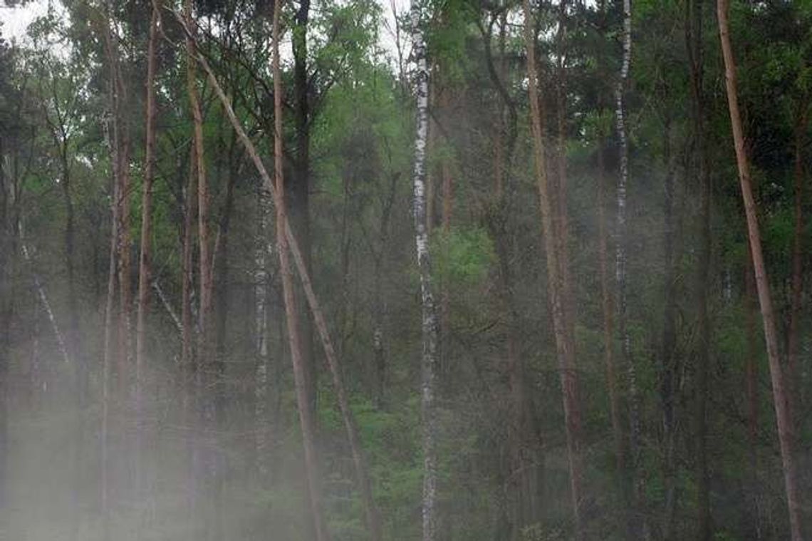 Kiedy policjanci weszli do lasu zobaczyli wiszącego mężczyznę