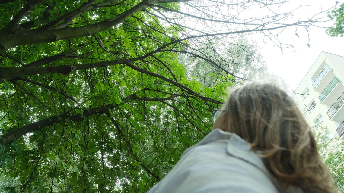 Kiedy spółdzielnia przymierza się do cięcia drzew, pani Alina z Czechowa staje w ich obronie
