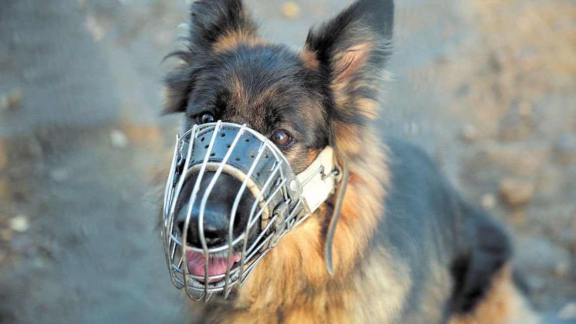 Kiełbasa z drutami na osiedlu. "Ktoś próbuje pozbyć się naszych psów"