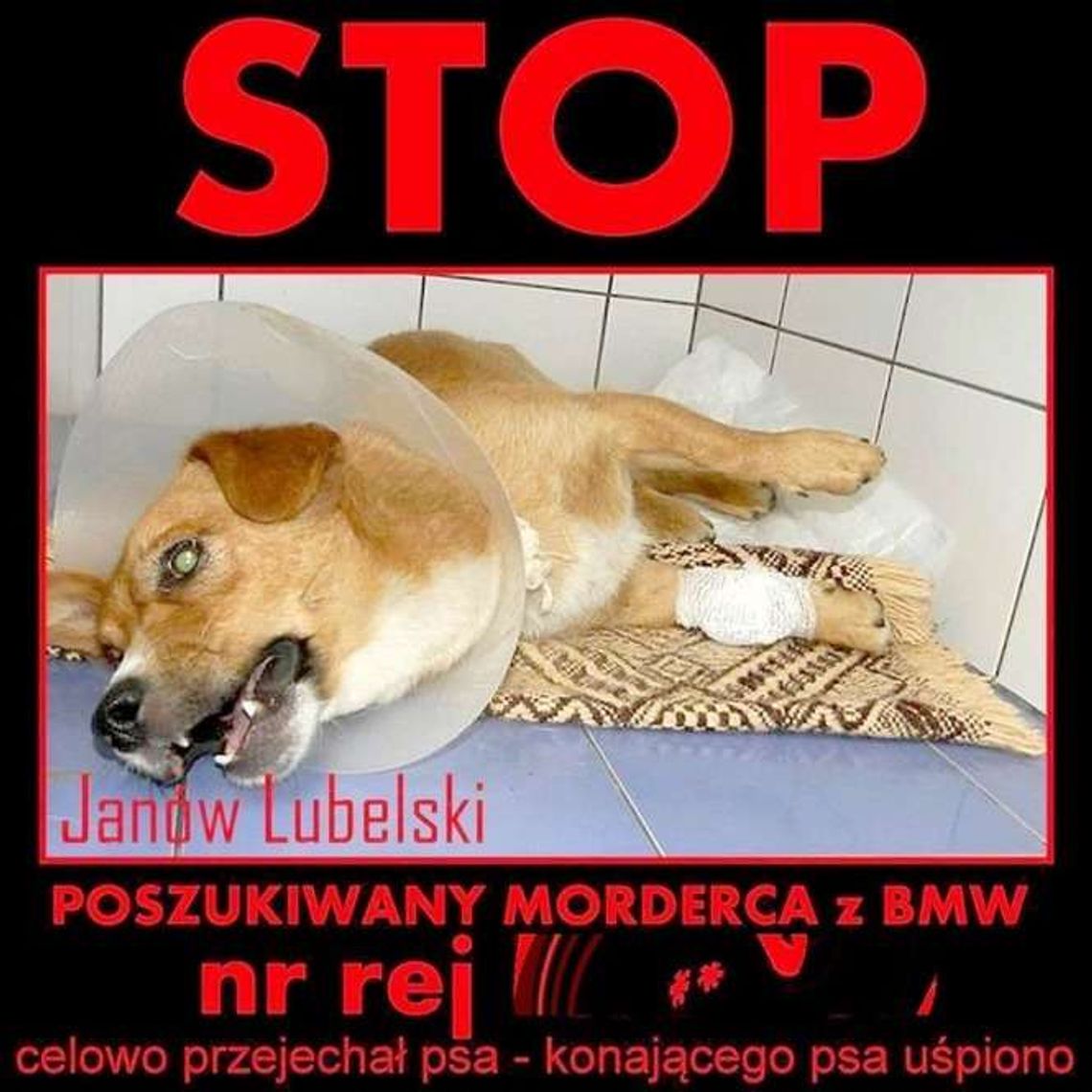 Kierowca BMW tłumaczył się z umyślnego przejechania psa