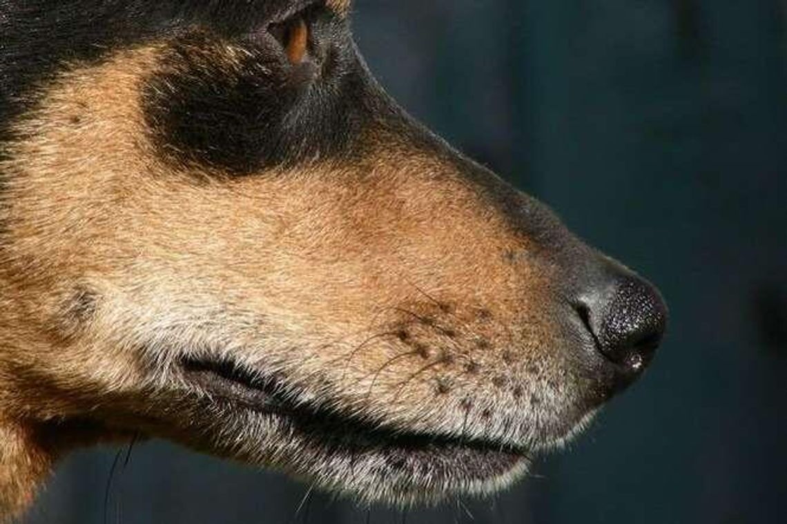 Kierowca potrącił psa i uciekł. Policja ukarała właściciela zwierzęcia