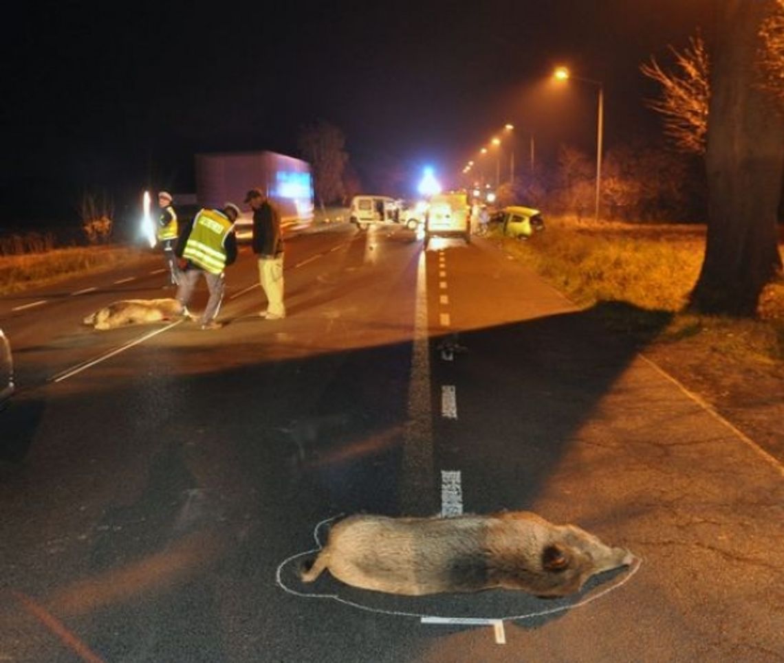 Kierowca wjechał w stado dzików