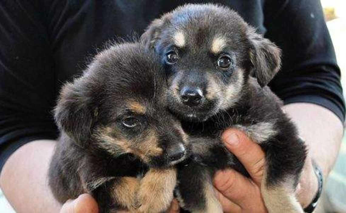 Kierowca wyrzucił szczeniaki z samochodu i odjechał
