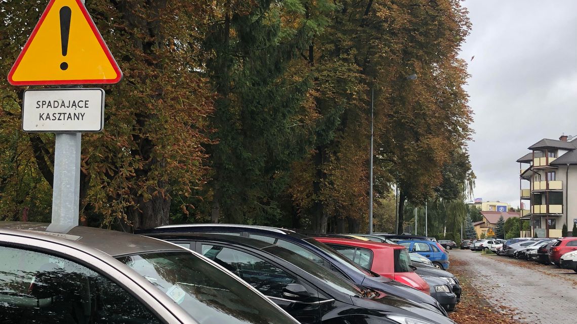 Kierowco, uważaj na kasztany! Żeby później nie było pretensji