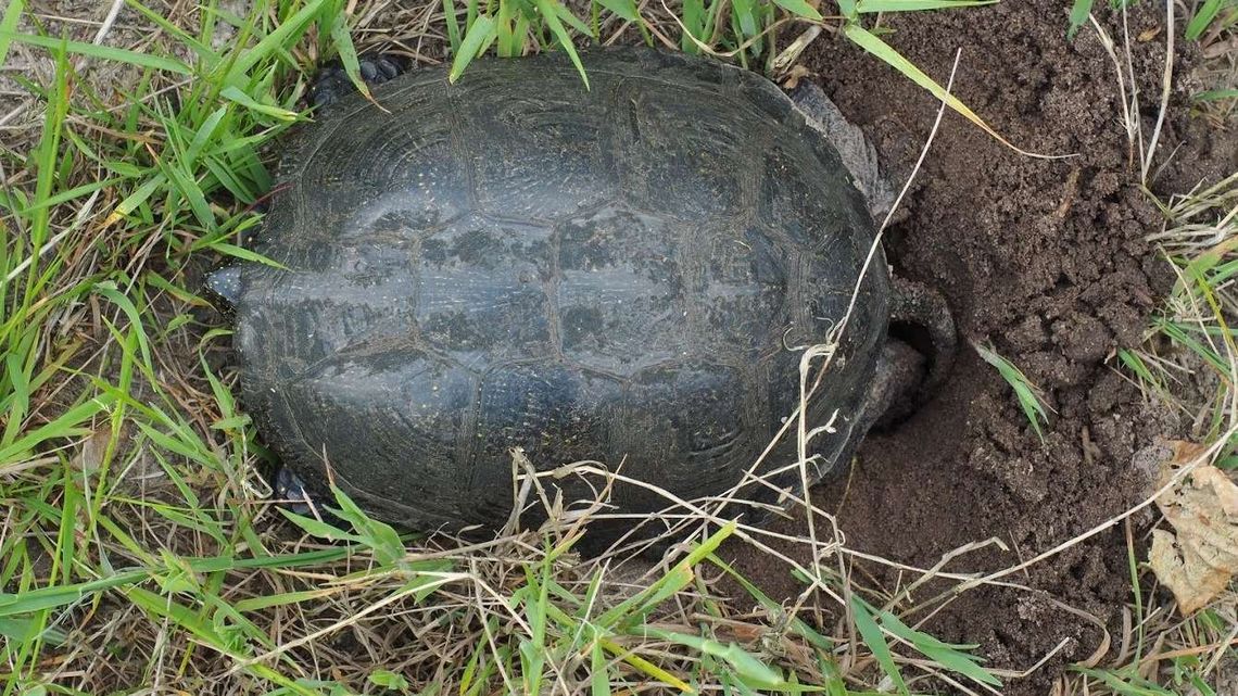 Kierowcy rozjeżdżają żółwie. " To gatunek narażony na wyginięcie"
