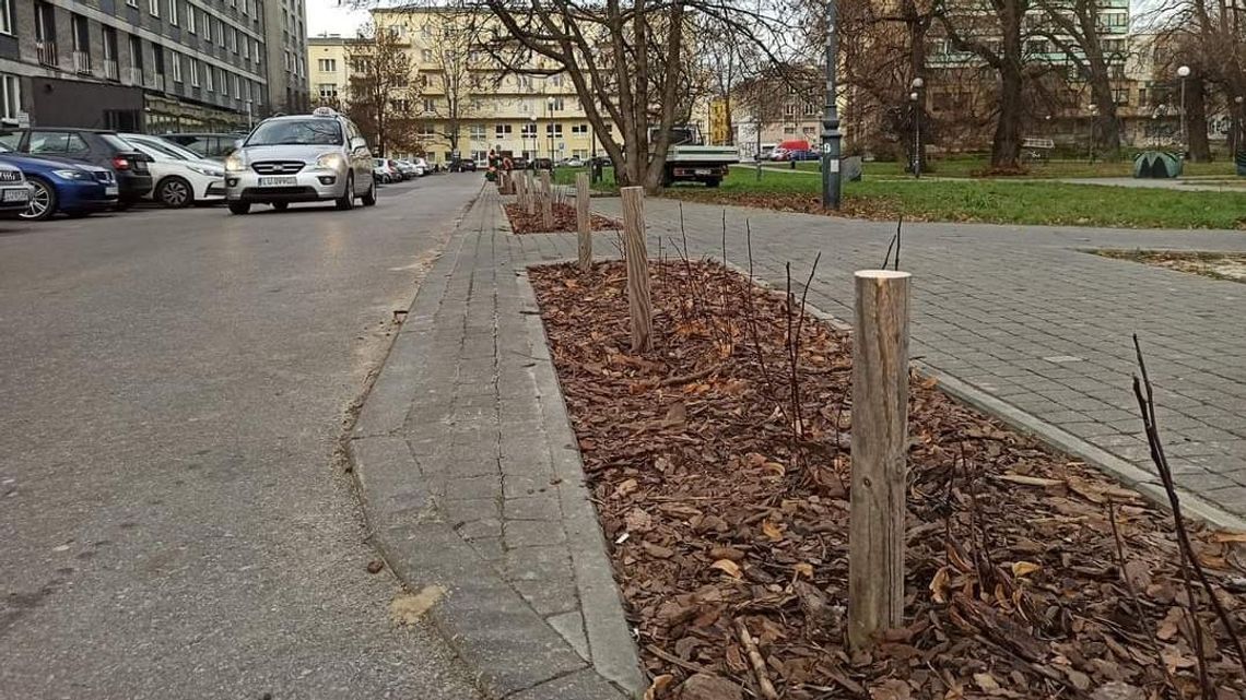 Kierowcy rozjeżdżali żywopłot. Miasto Lublin: "Teraz niech spróbują parkować"