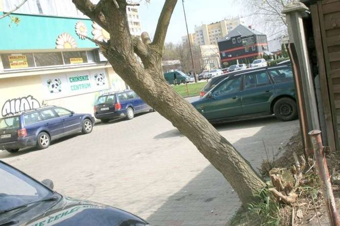 Kierowcy, uwaga na drzewo. Można stracić szybę w aucie