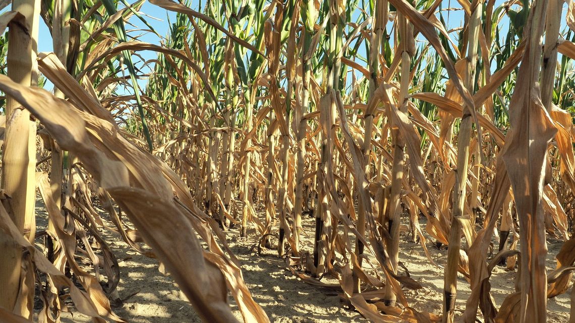 Kilka dni deszczu to za mało. Susza w Lubelskiem. Zbiory będą dużo niższe